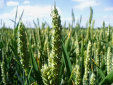 Wheat Field Stock Photo Wheat Field Stock Photo