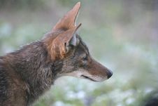 Coyote Royalty Free Stock Photo Coyote Royalty Free Stock Photo