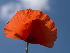 Poppy Stock Images Poppy Stock Images