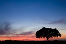 Lonely Tree At Sunset Royalty Free Stock Image