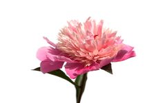 Pink Peony Royalty Free Stock Images Pink Peony Royalty Free Stock Images