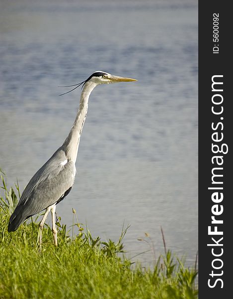 Grey heron at the edge of a canal