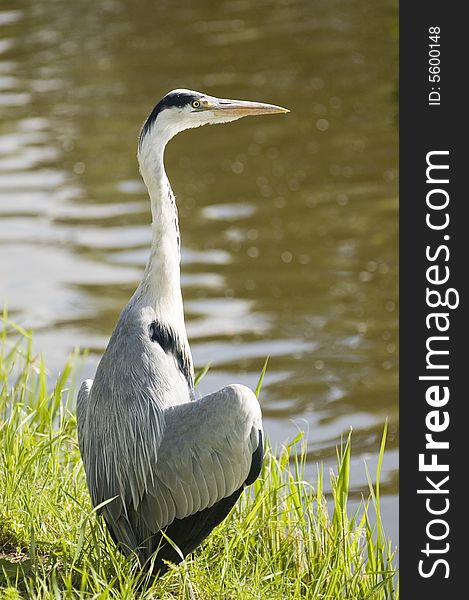 Grey heron at the edge of a canal