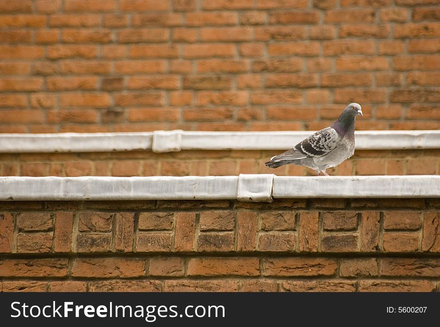 Pigeon at the edge of a roof with red brick background