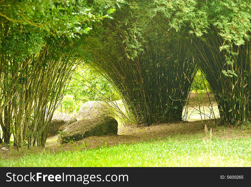 Picture of Bamboo Garden taken at Putrajaya wetland, Malaysia. Picture of Bamboo Garden taken at Putrajaya wetland, Malaysia