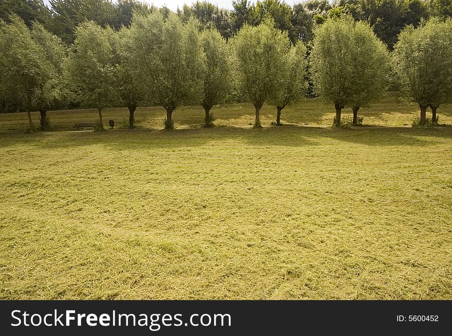 Row of willow trees in a Dutch park