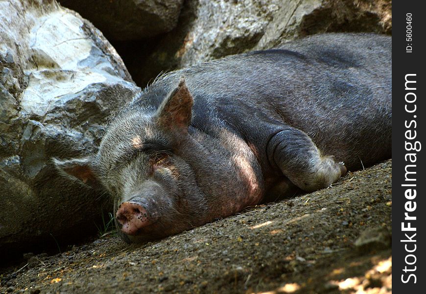 A funny shot of a pig in relax