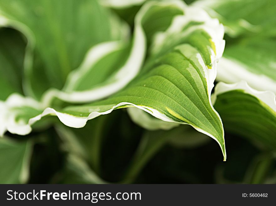 Hosta Silver Crown,focus on a foreground