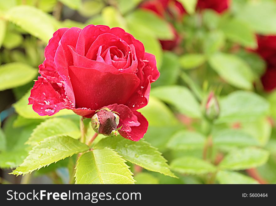 Rose after rain,shallow DOF