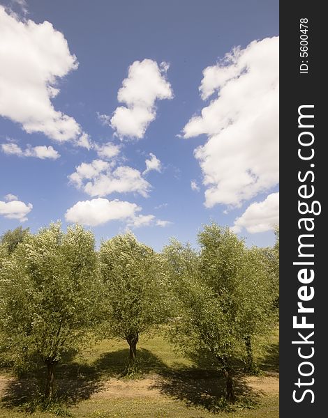 Row of willow trees in a Dutch park