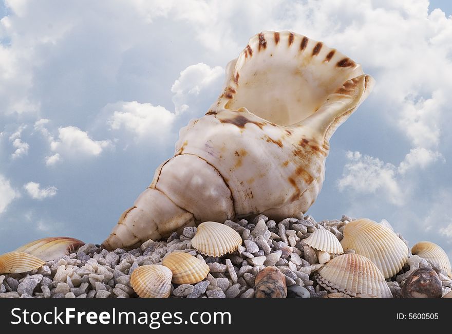 Beach sand with sea shell. Beach sand with sea shell.