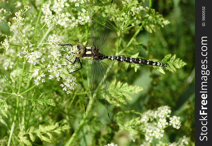 Wet Marsh Dragonfly