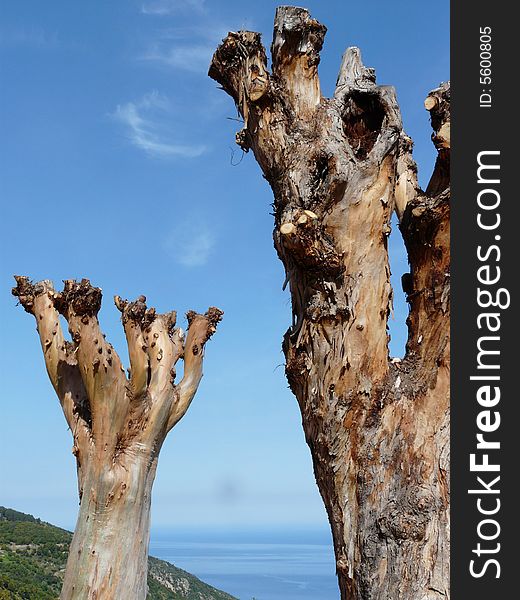 Arbres nus, côte ouest de la Corse