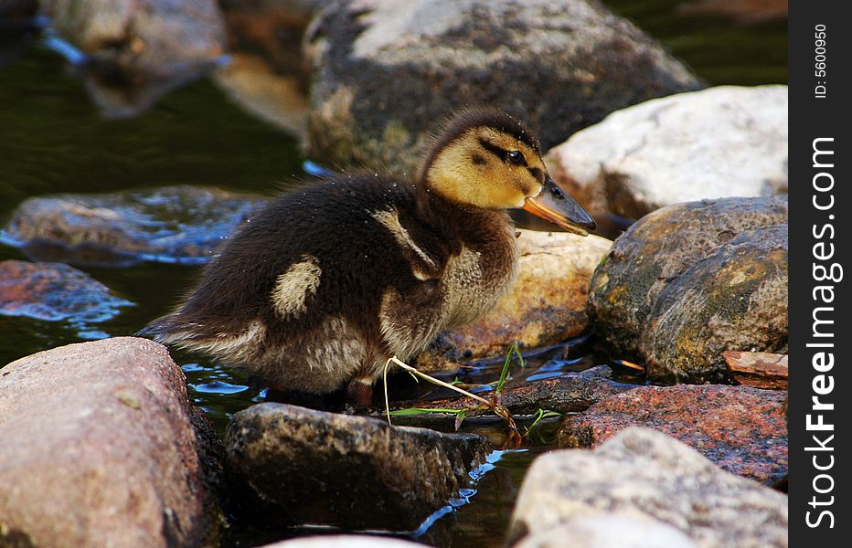 Baby duckling climbing over the rocks