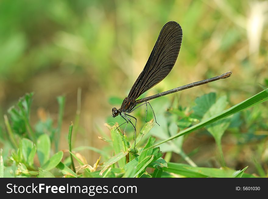 A black damselfly rest in tussock.