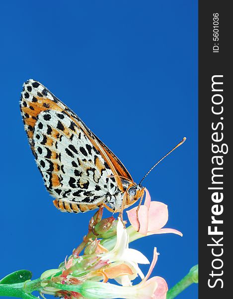 A butterfly isolation stay on pink flower in blue background.