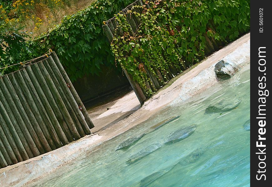 An original shot of a gate behind a little pool. An original shot of a gate behind a little pool