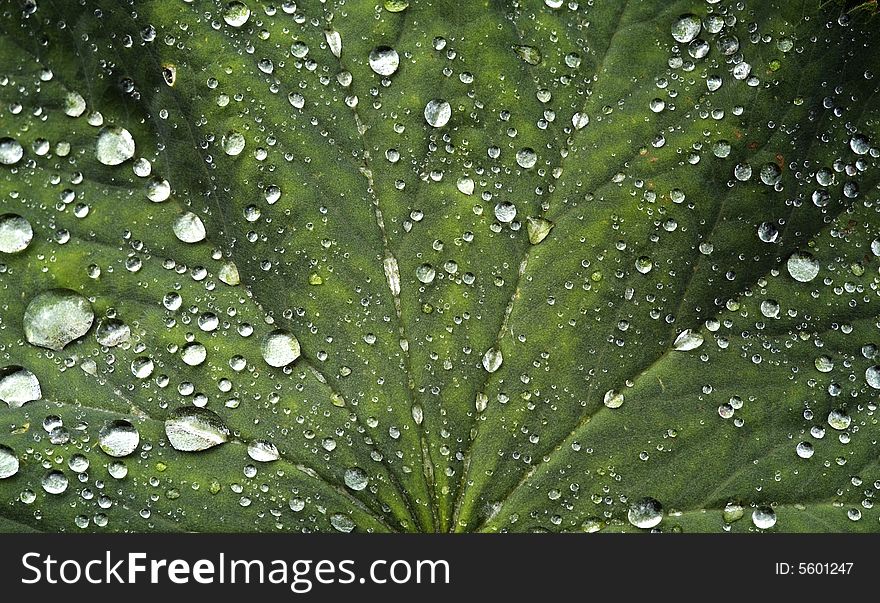 Background of rain-drops on green leaf
