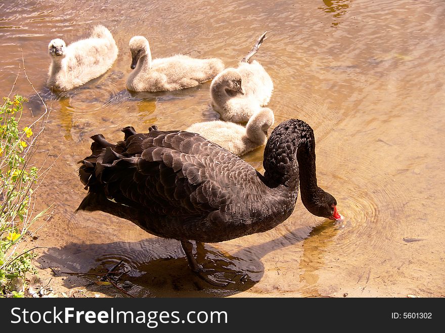 A black swan with four chickens