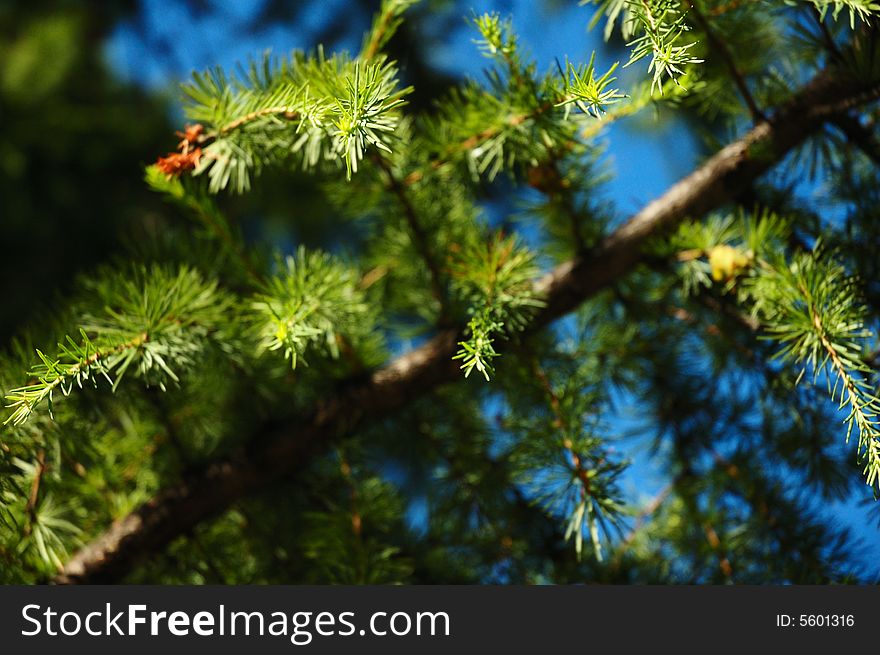 Conifer branchlets (Spruce). Brightly green needles - summer nature background. Conifer branchlets (Spruce). Brightly green needles - summer nature background.