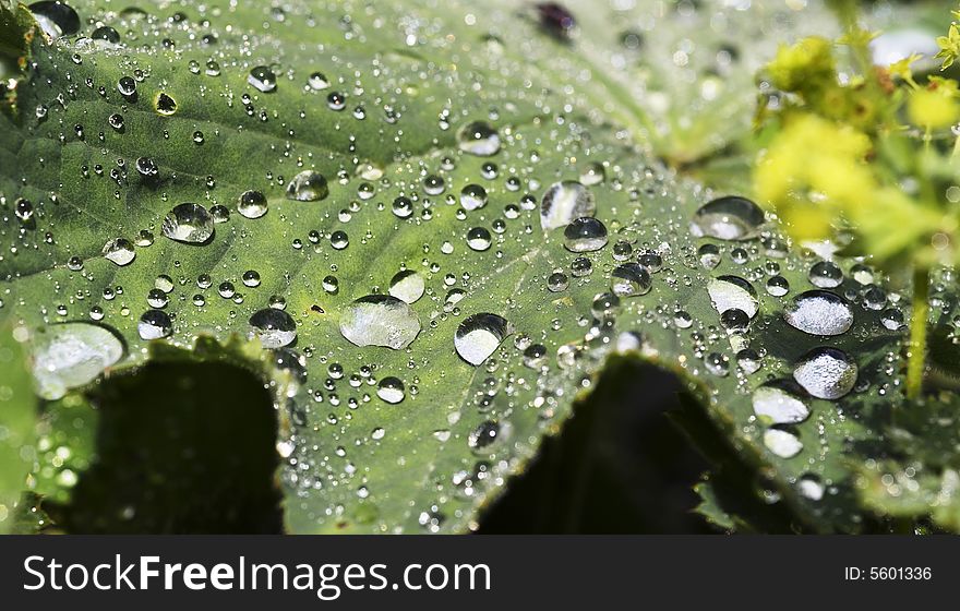 Closeup of  rain-drops on the green leaf