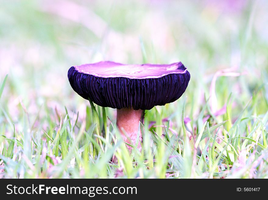 Flat Topped Mushroom