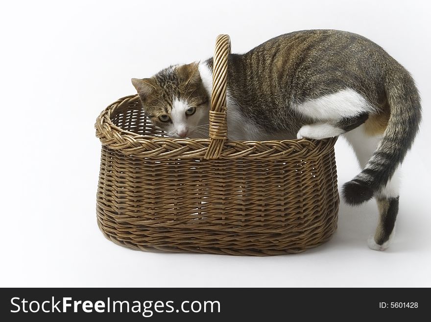 Cute cat in a basket; white background. Cute cat in a basket; white background