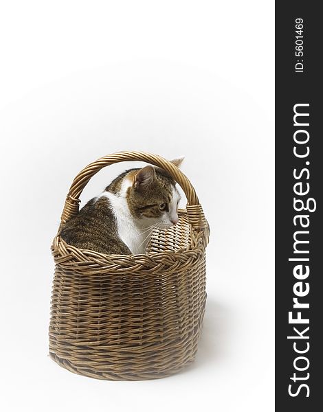 Cute cat in a basket; white background. Cute cat in a basket; white background