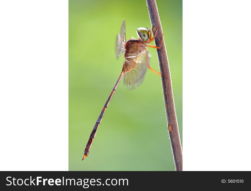 Super clear photo with the rare dragonfly.
