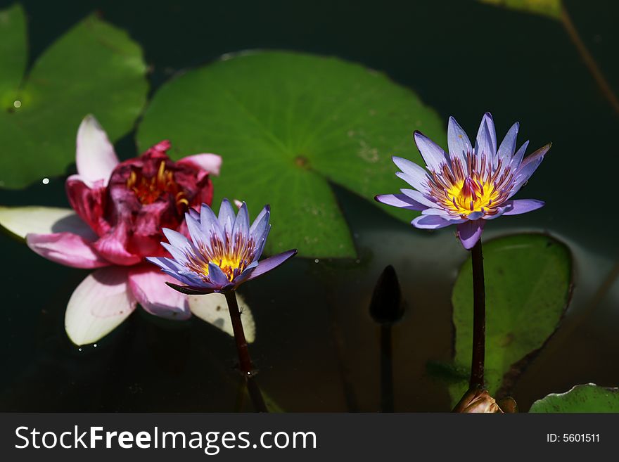 Beautiful lily  in huayan temple,china