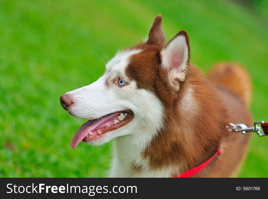 At a pet competition with lots of lovable dogs. At a pet competition with lots of lovable dogs