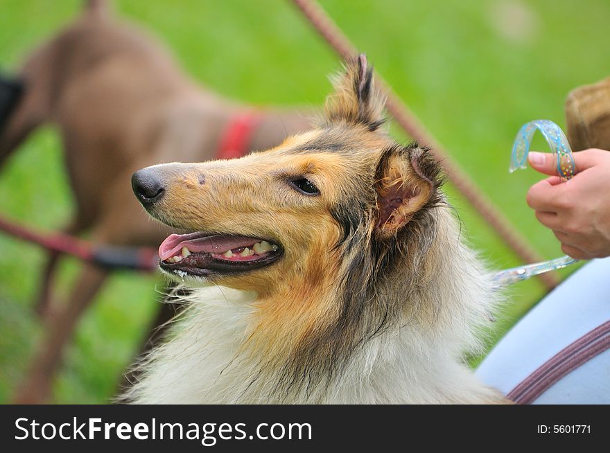 At a pet competition with lots of lovable dogs. At a pet competition with lots of lovable dogs