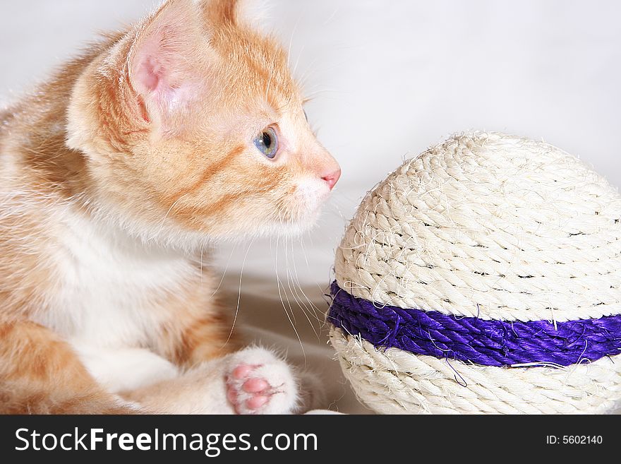 Red playful kitten with ball