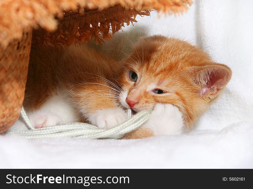 Red playful kitten on white background. Red playful kitten on white background