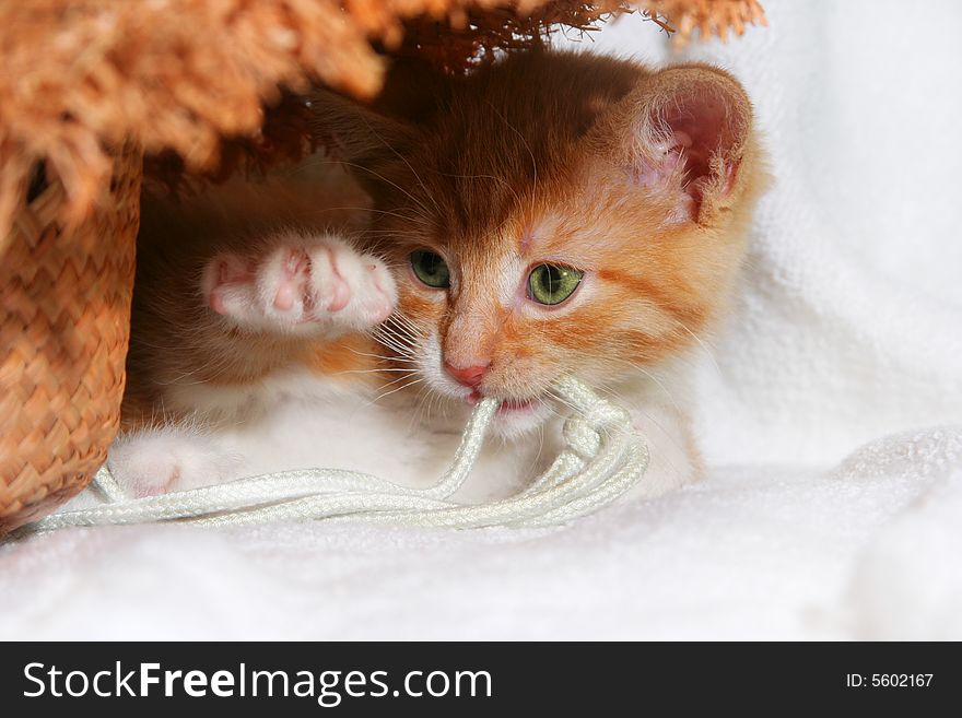 Red playful kitten on white background