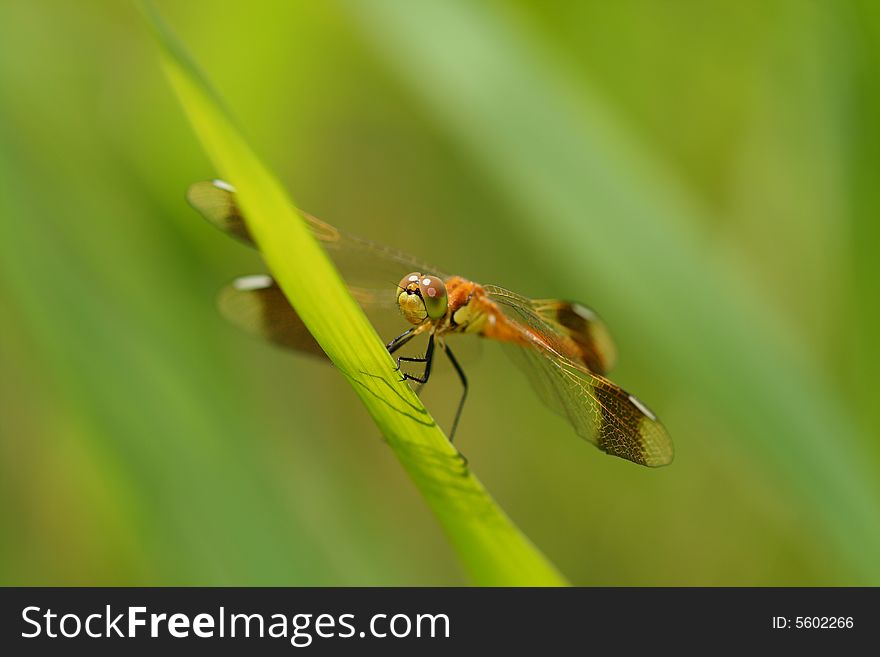 Dragonfly with a grass sword. Dragonfly with a grass sword