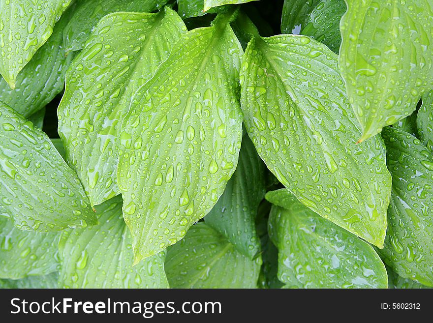 Fresh green grass with rain drops. Fresh green grass with rain drops