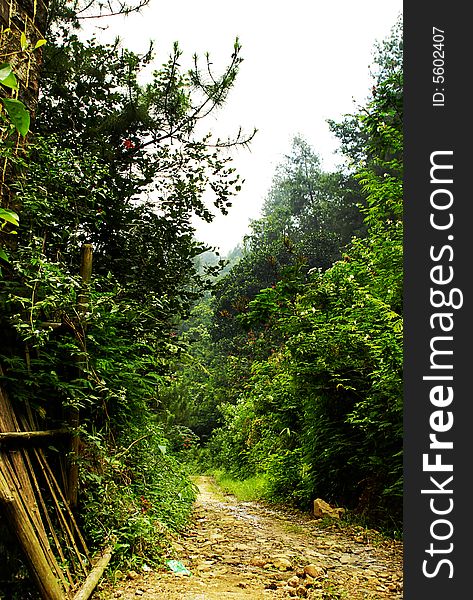 Tropical Rainforest Pathway