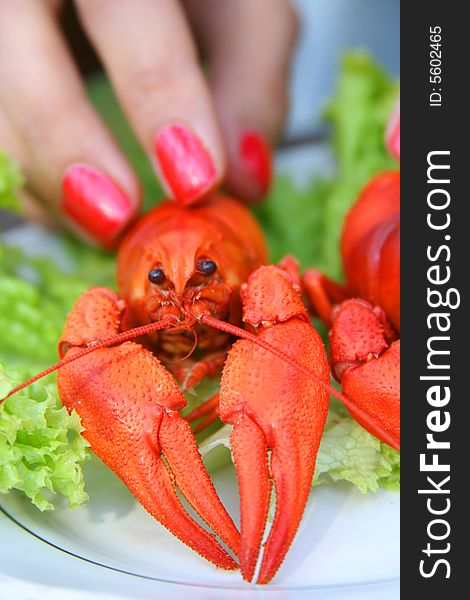 Red lobster on a plate. Red lobster on a plate