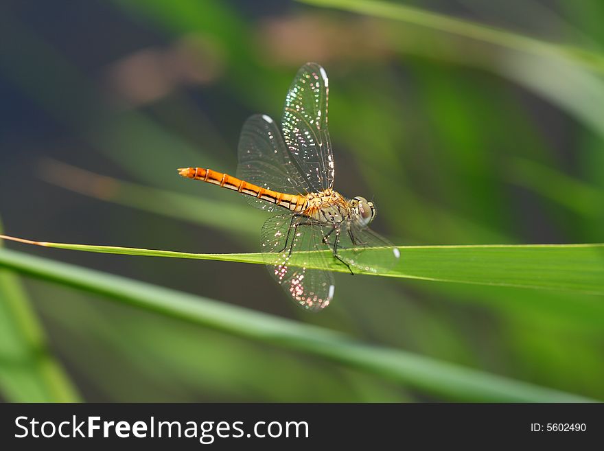 Dragonfly horizontal rest orange transparent. Dragonfly horizontal rest orange transparent