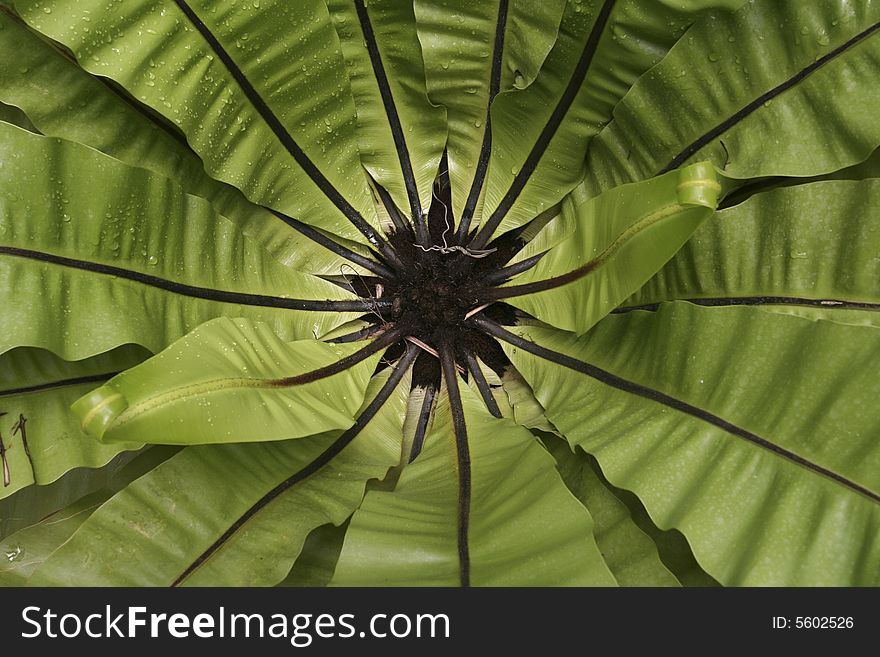 Symmetrical leaves of a green plant froming a geen bowl. Symmetrical leaves of a green plant froming a geen bowl
