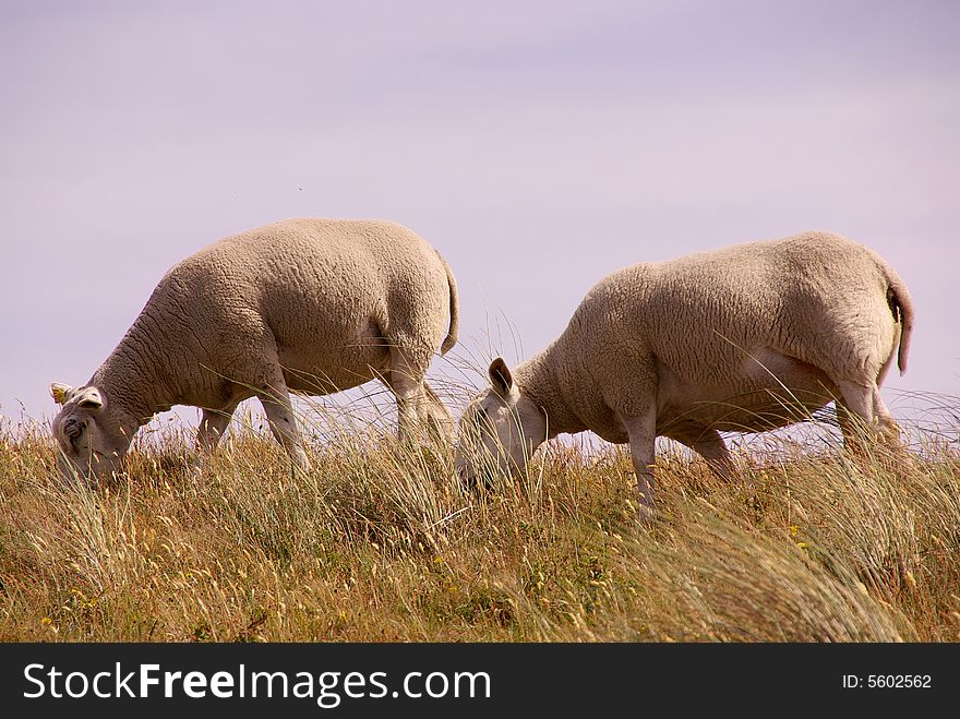 Two grown-up lambs at the top of a sand dune. Two grown-up lambs at the top of a sand dune