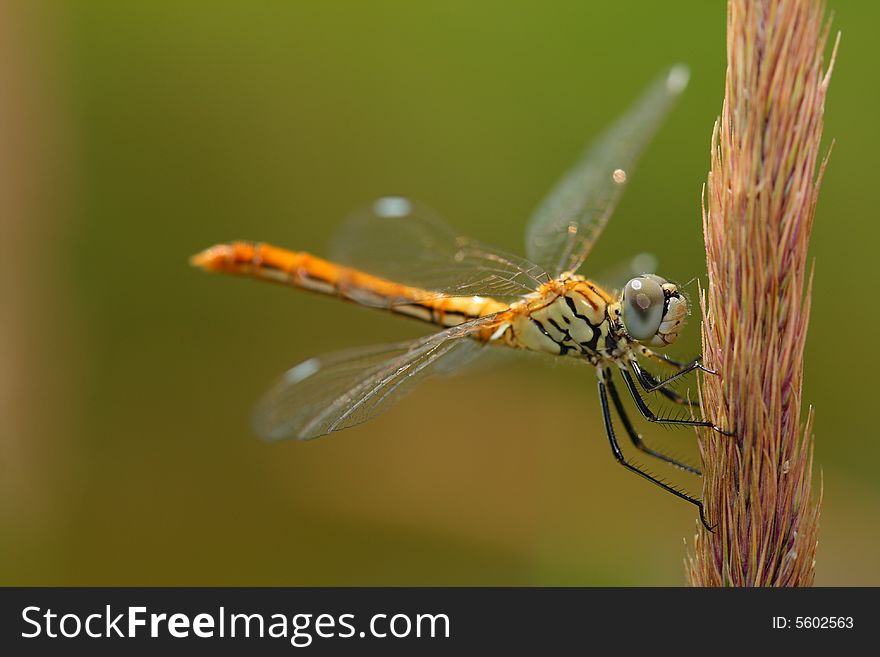 Dragonfly horizontal pose vertical holder. Dragonfly horizontal pose vertical holder