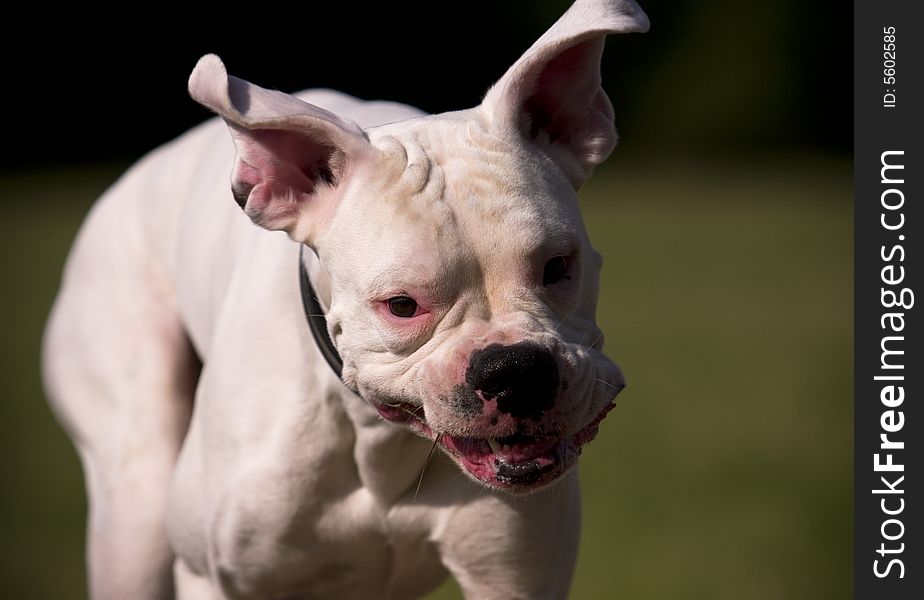 White boxer running in the field. White boxer running in the field
