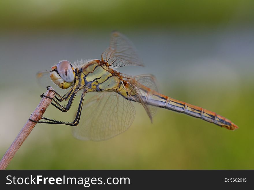 Dragonfly horizontal legs eye stable. Dragonfly horizontal legs eye stable