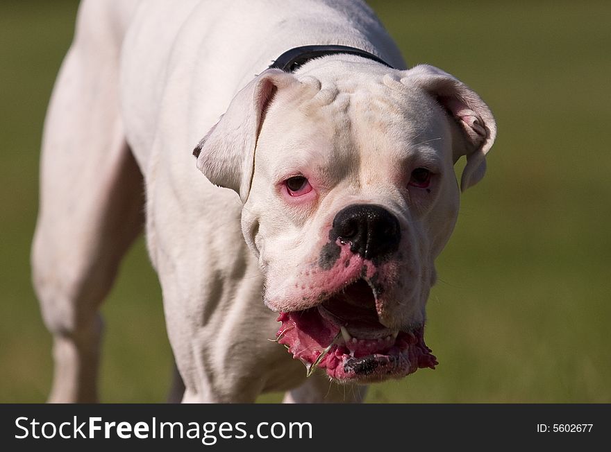 White boxer running in the field. White boxer running in the field