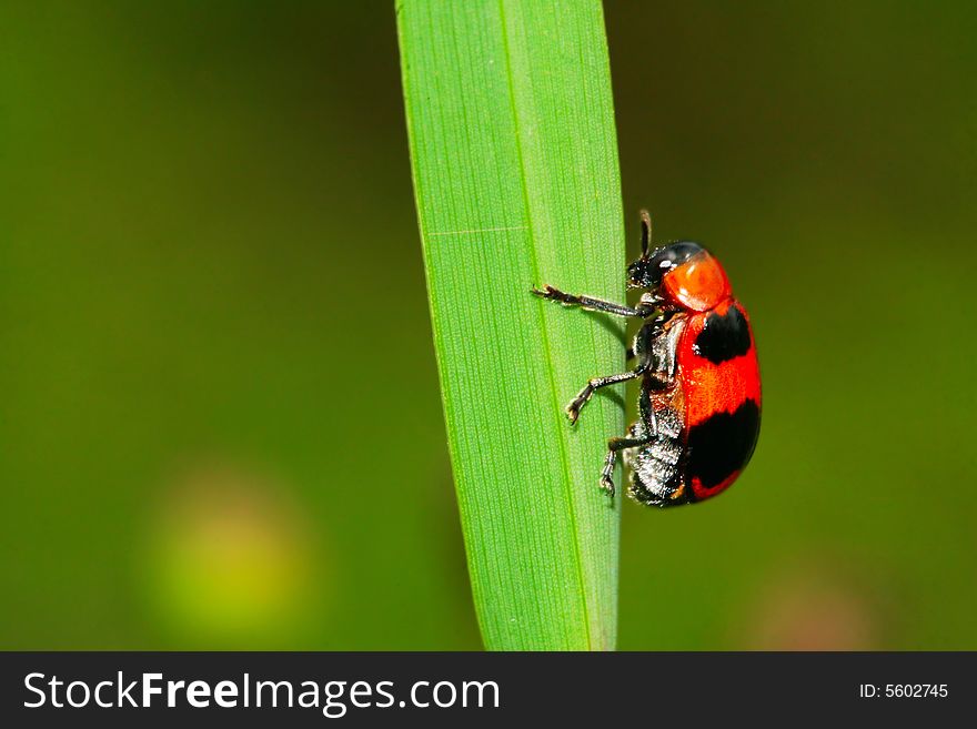 The bug on the plant with a green background