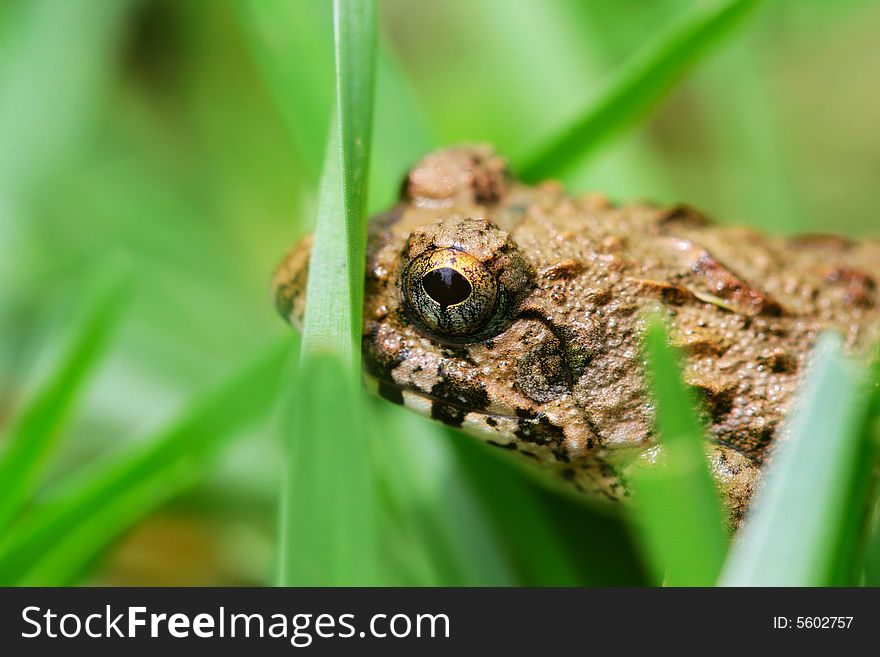 The frog groveling in the grasses .