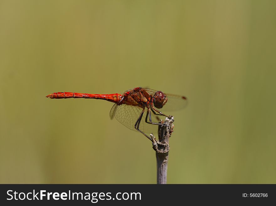 Red dragonfly horizontal side stand. Red dragonfly horizontal side stand