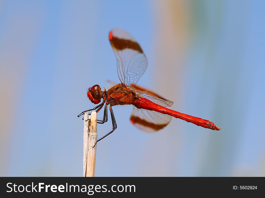 Red dragonfly left side profile. Red dragonfly left side profile